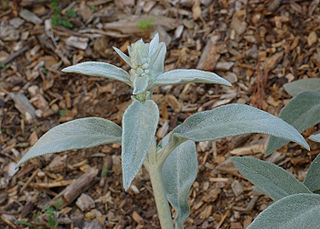 File:320px-Lamb's-ears Betony Stachys byzantina Plant 2800px.jpg