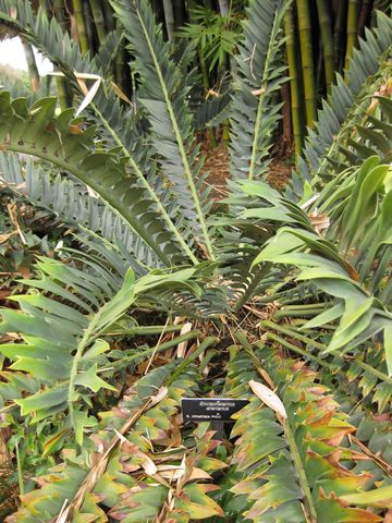 File:360px-IMG 3851 hunt0904.jpg