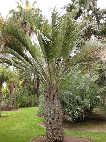 File:360px-IMG 4017 hunt0904.jpg