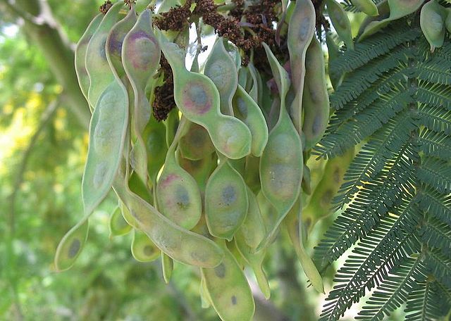 File:640px-Acacia dealbata fruto.jpg