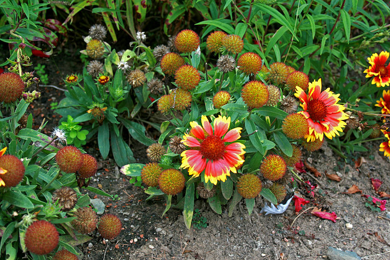 File:800px-Gaillardia aristata 1.jpg