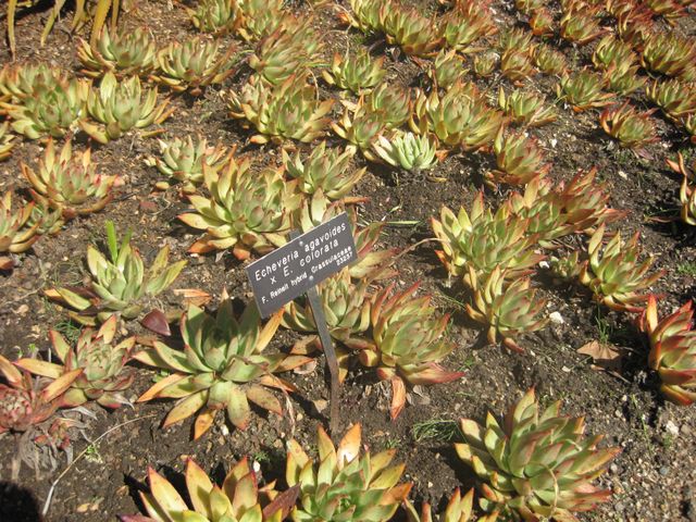 File:640px-IMG 2244 hunt0903.jpg