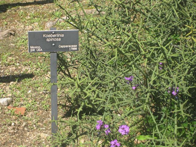 File:640px-IMG 2400 hunt0903.jpg