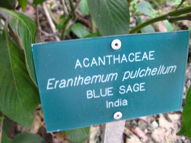 File:800px-IMG 2339 ucla09.jpg