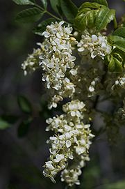 File:180px-Fraxinus dipetala 2.jpg