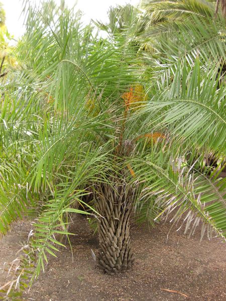 File:450px-IMG 4096 hunt0904.jpg