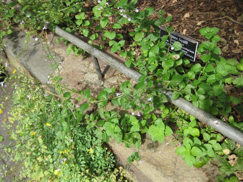 File:800px-IMG 0734 bbg09.jpg