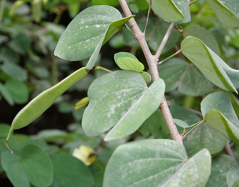 File:Bauhinia tomentosa (Camel foot tree) in Hyderabad, AP W IMG 9481.jpg