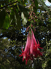 File:180px-Fuschia-boliviana-Réunion.jpg