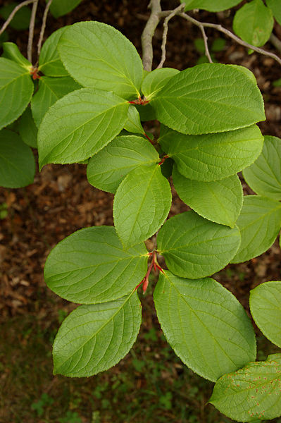 File:399px-Japanese Stewartia Stewartia pseudocamellia Leaves Vertical 2000px.jpg