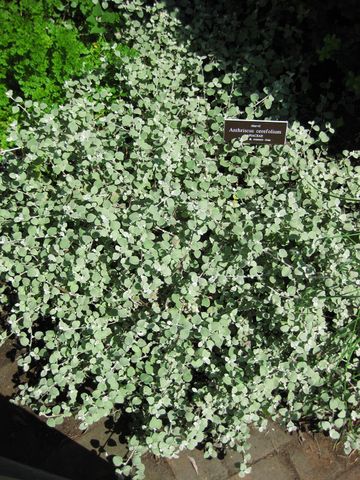 File:360px-IMG 0252 nybg09.jpg