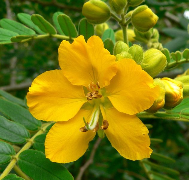 File:632px-Senna multiglandulosa 5.jpg