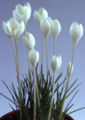 File:85px-Crocus goulimyi albus.jpg