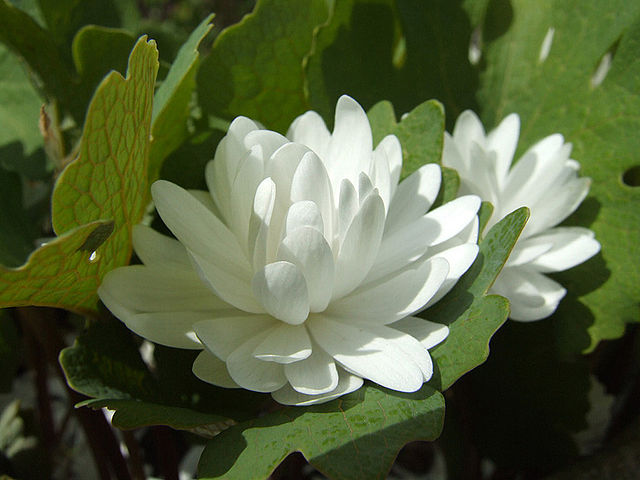 File:640px-Double Sanguinaria.jpg