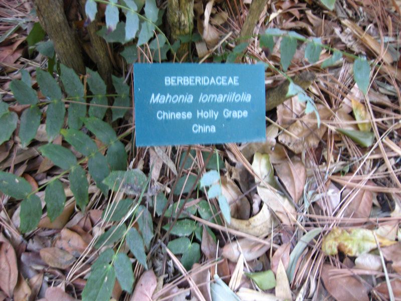 File:800px-IMG 2461 ucla09.jpg