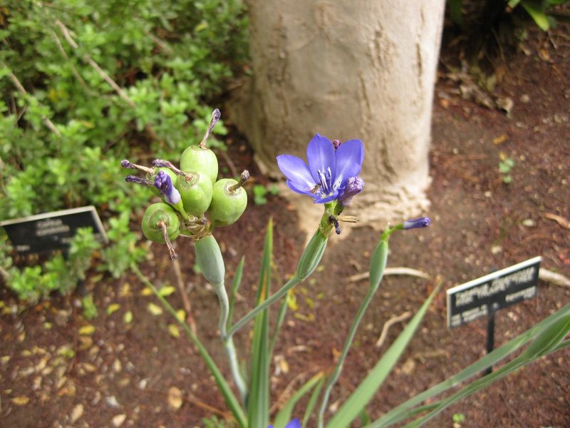 File:800px-IMG 7059 hunt09jun.jpg