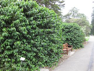 File:320px-Gardenology.org-IMG 2708 rbgs11jan.jpg