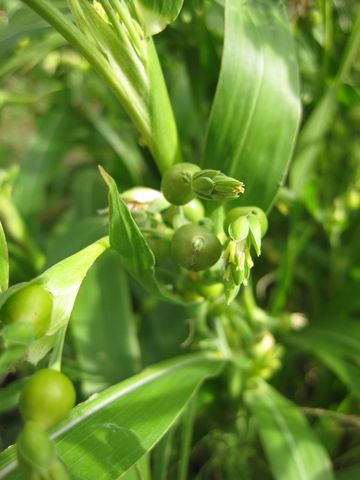 File:360px-IMG 0617 bbg09.jpg