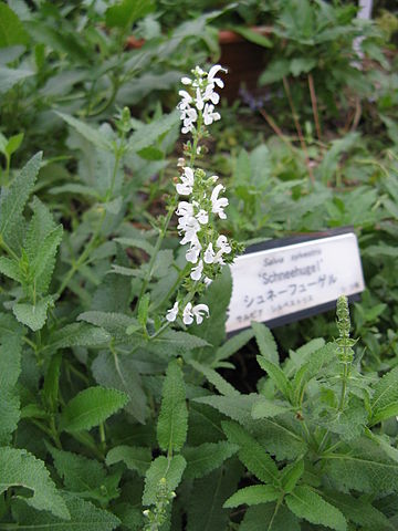 File:360px-Salvia sylvestris 'Schneehugel'1.jpg