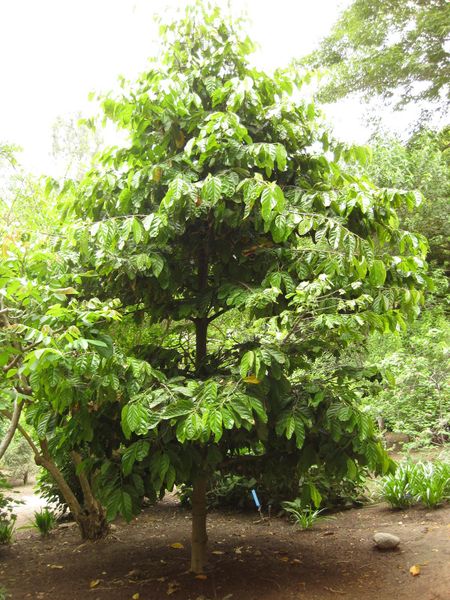 File:450px-IMG 7046 hunt09jun.jpg