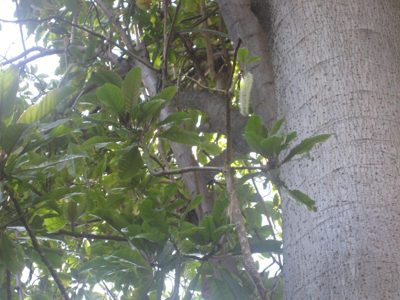 File:800px-IMG 2013 hunt0903.jpg