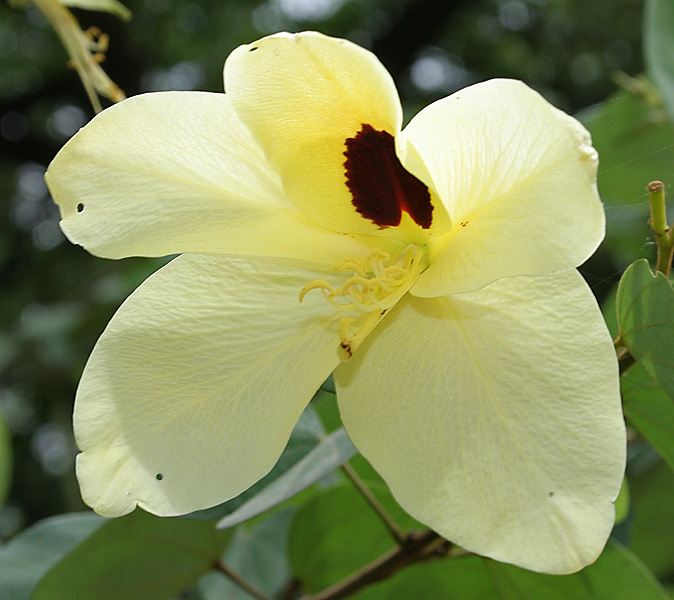 File:Bauhinia tomentosa (Camel foot tree) in Hyderabad, AP W IMG 9475.jpg