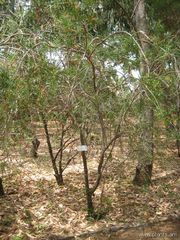 File:180px-Callistemon salignus-IMG 3174 lokrun.jpg