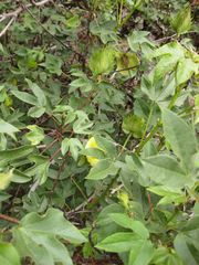 File:180px-IMG 7103 hunt09jun.jpg