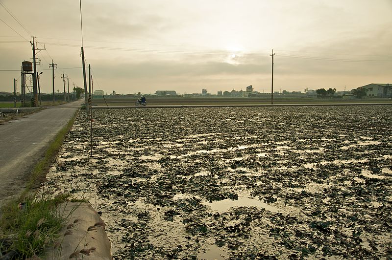 File:800px-Taiwan 2009 Tainan City Water Caltrop Field FRD 7922.jpg