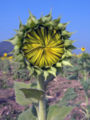 File:90px-Sunflower opening 2-KayEss-2.jpeg