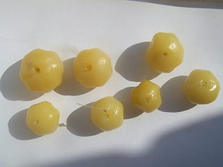 File:320px-Phyllanthus acidus2.jpg