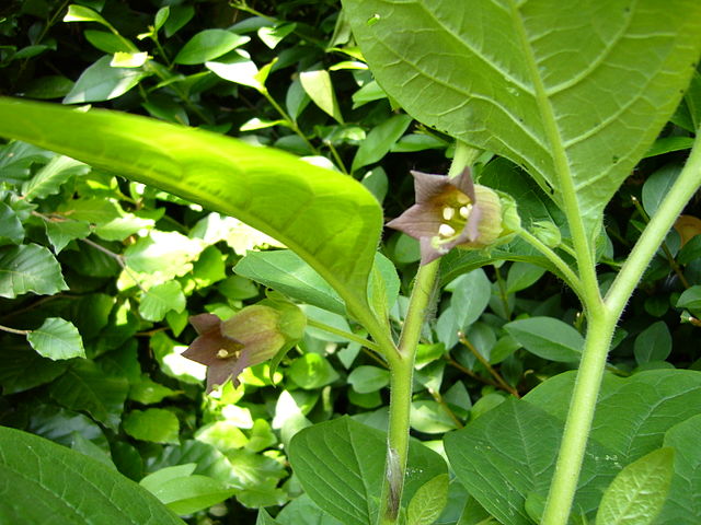 File:640px-Atropa Bella-donna3.jpg