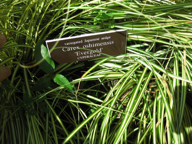 File:800px-IMG 0294 nybg09.jpg