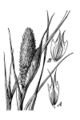 File:80px-Phalaris paradoxa.jpg