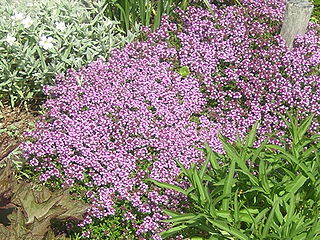 File:320px-Thymus serpyllum flowering plants.jpg