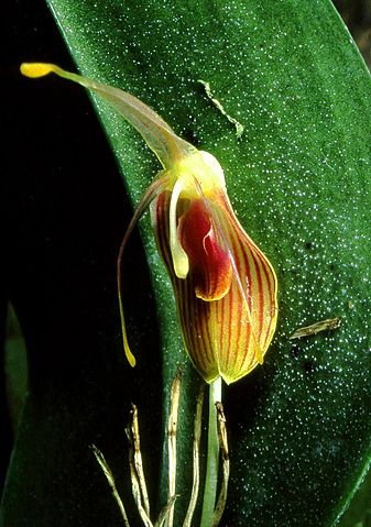 File:337px-Restrepia flosculata Orchi 02.jpg
