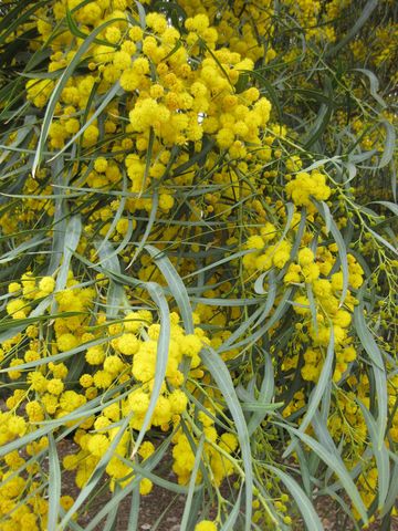 File:360px-IMG 4819 hunt0904.jpg