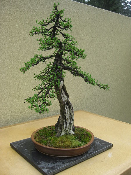 File:450px-Larix laricina bonsai by Nick Lenz.jpg