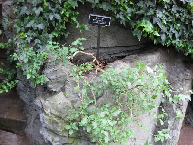 File:640px-IMG 1239 bbg09.jpg