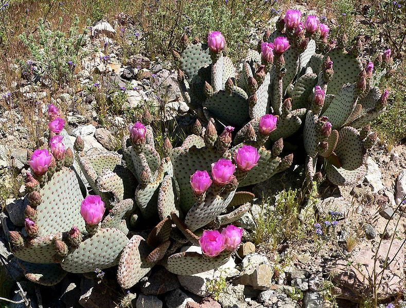 File:789px-Opuntia basilaris form.jpg