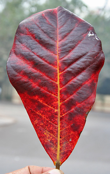 File:Desi Badam (Terminalia catappa) fallen leaf in Kolkata W IMG 2217.jpg