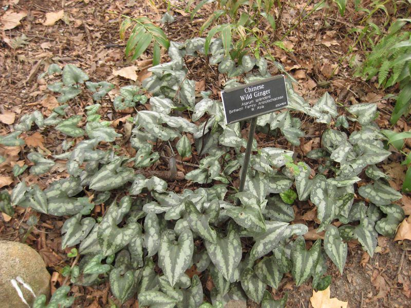 File:800px-IMG 1447 bbg09.jpg