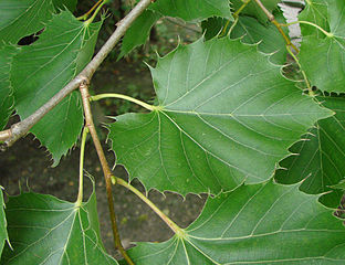 File:312px-Tilleul henryana Amiens.jpg