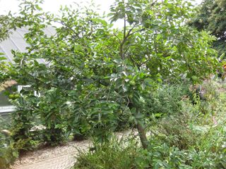 File:320px-IMG 0837 bbg09.jpg