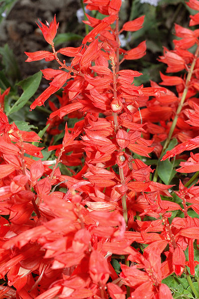 File:399px-Salvia splendens - blossoms (aka).jpg