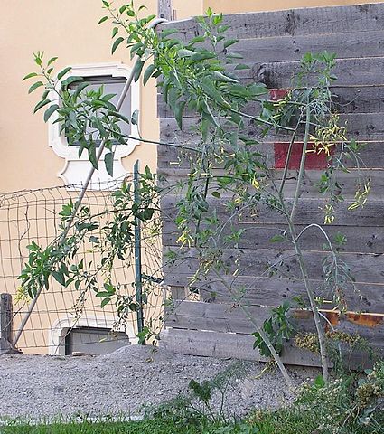 File:425px-Nicotiana glauca p1010102.jpg