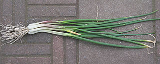 File:320px-Sint Jansui (Allium fistulosum var. bulbifera).jpg