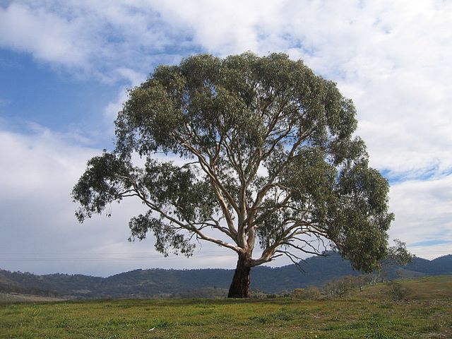 File:640px-Eucalyptus rubida.jpg