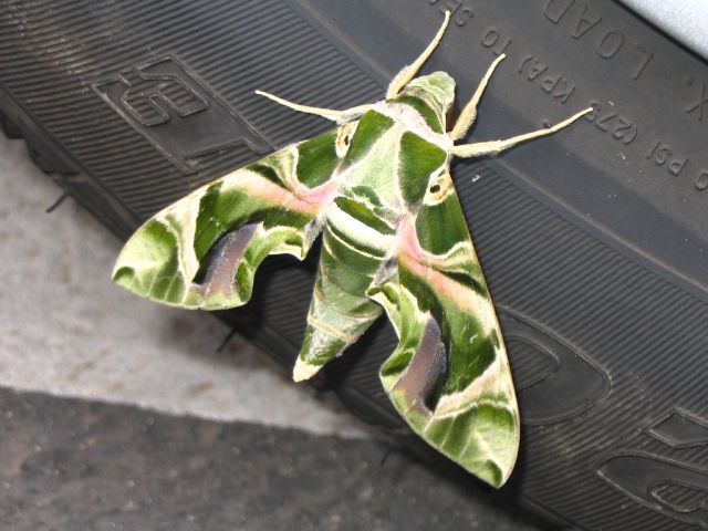 File:640px-Oleander Hawkmoth-5928.jpg