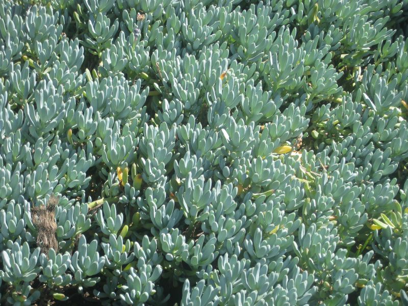 File:800px-IMG 2127 hunt0903.jpg